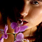 Pic of Nata | Orchid in the Night - MPL Studios free gallery.
