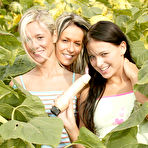 Pic of My Sexy Kittens three lesbian teens having fun in a sunflower field