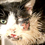 Pic of ‘Zombie Cat’ Bart Climbs Out of Grave 5 Days After Being Hit by Car (Warning: Graphic Images) | KTLA