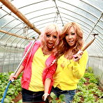 Pic of Farmer girls Raina Ogami and Rara